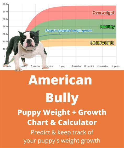 american bully puppy weight chart